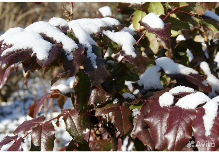 Магония(Орегонский виноград)