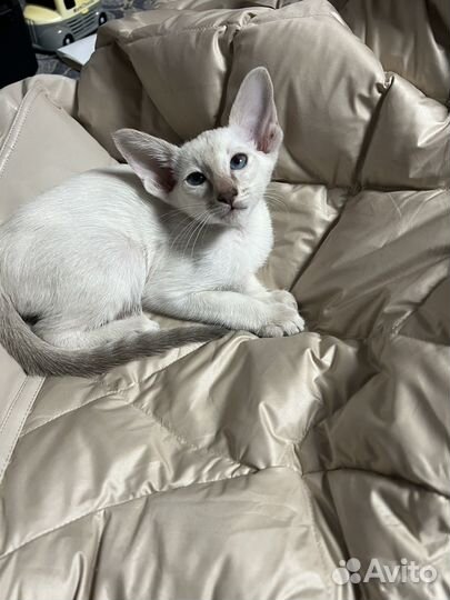 Сиамоориентальная кошечка