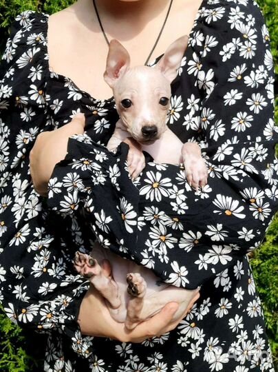 Щенок агт 3 месяца мини