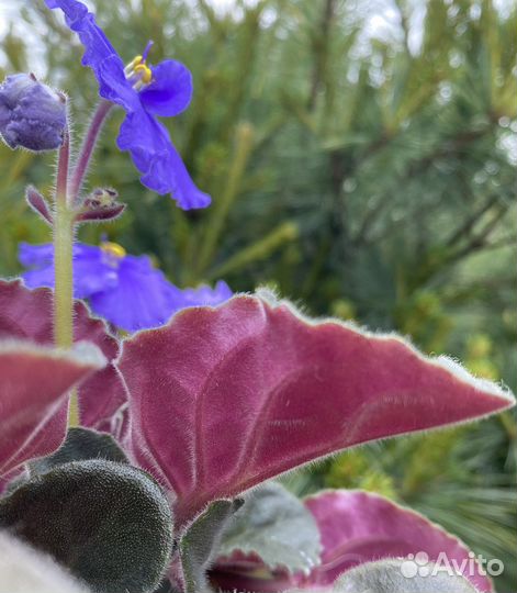 Фиалка шикарный кустик