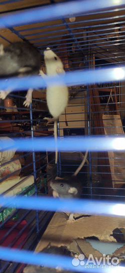 Крысята дамбо