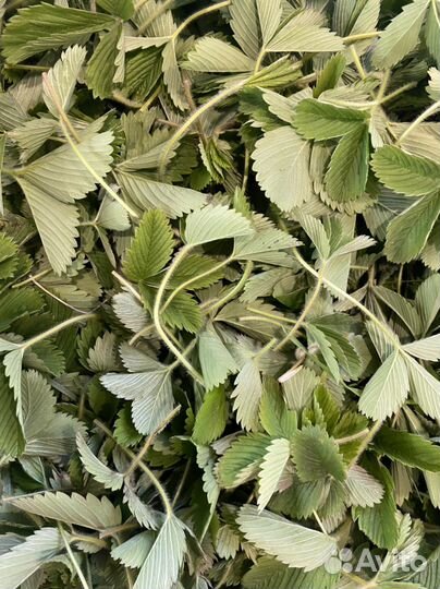 Листья земляники сушеные