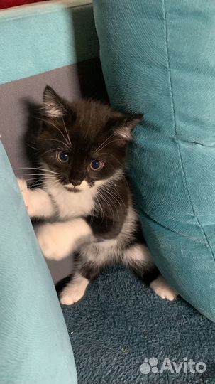 Отдам котика в добрые руки