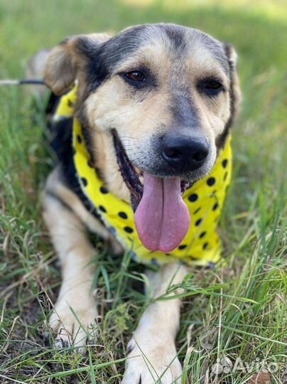 Собака в добрые руки