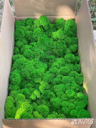 Стабилизированный мох ягель Оливковый