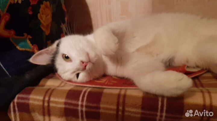 Котик молодой 1 год