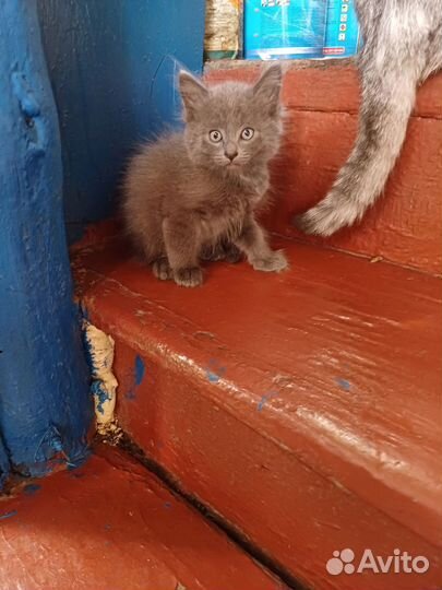 Котята бесплатно