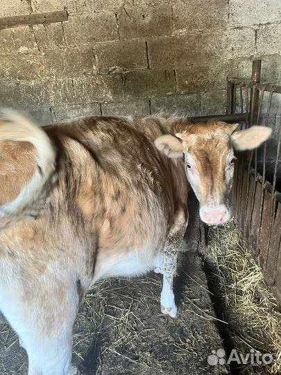 Продается телочка