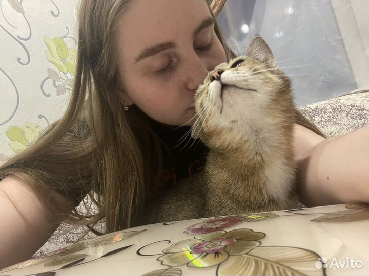 Передержка домашних животных