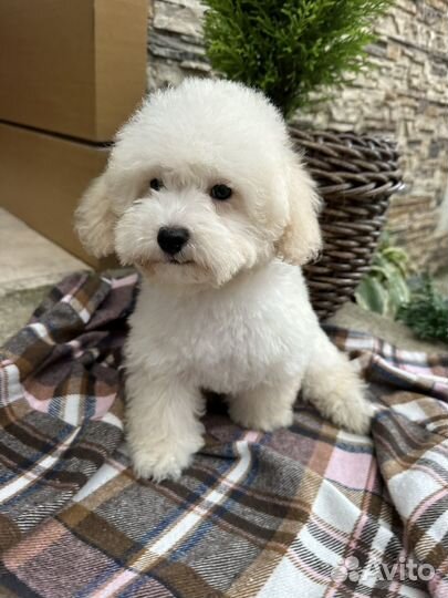 Мальтипули мальчики