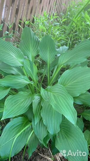 Хоста саженец
