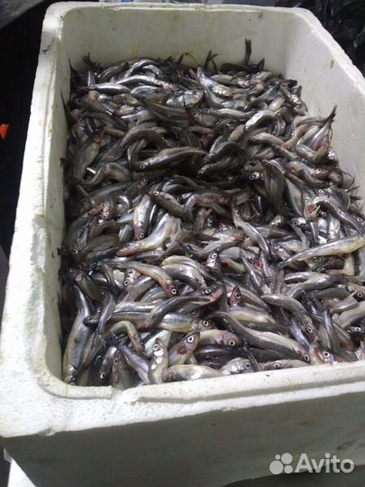 Балтийская Корюшка Свежая Вылов: май 2023