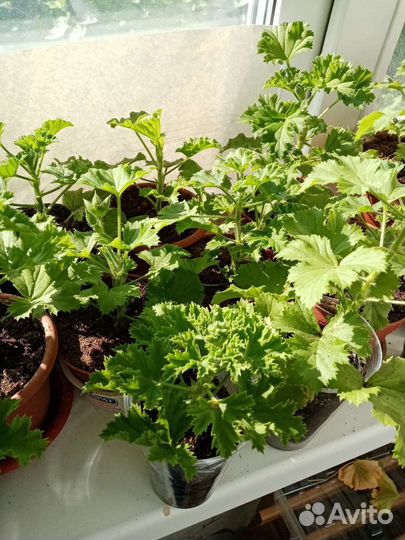 Королевская пеларгония