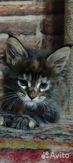 Котята мейн кун