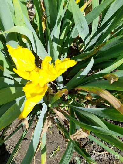 Ирис и другие многолетние цветы