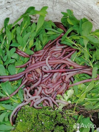 Черви для рыбалки выползки