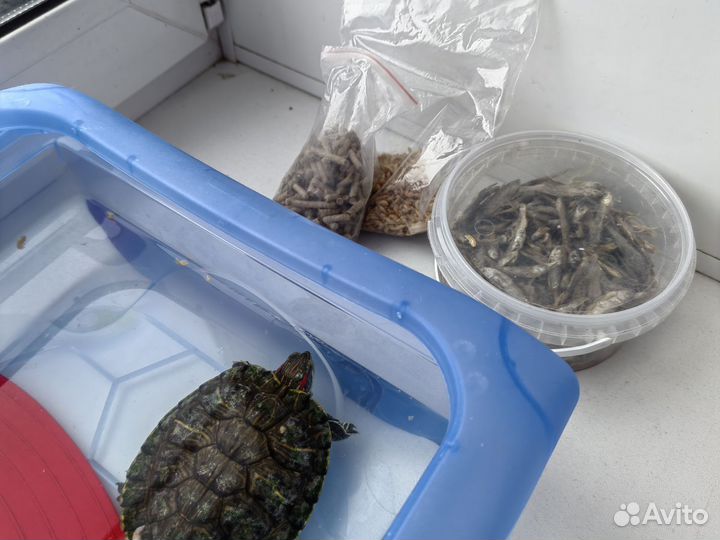 Красноухая черепаха с аквариумом