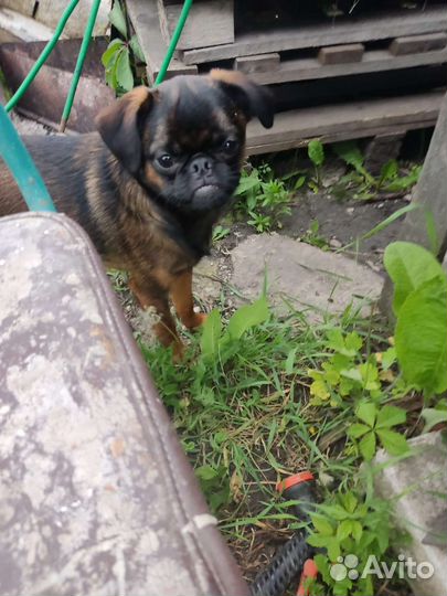 Пти брабансон