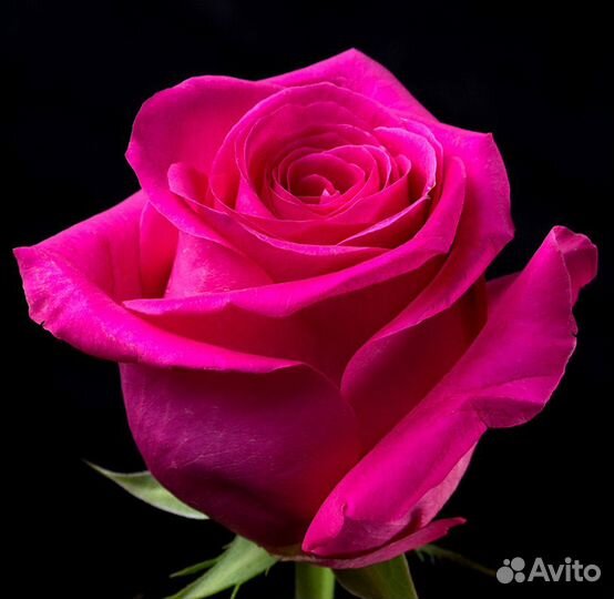 Роза Пинк Флойд (70 см.) Эквадор