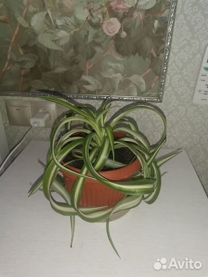 Продам цветы комнатные