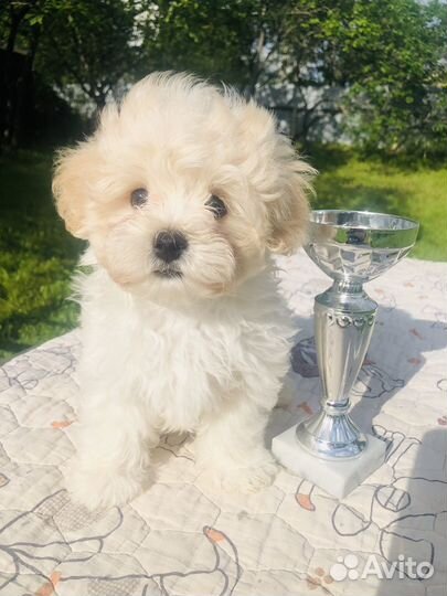 Той-пудель щенки мини
