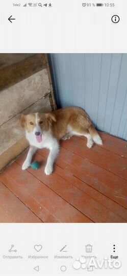 Собака в добрые руки