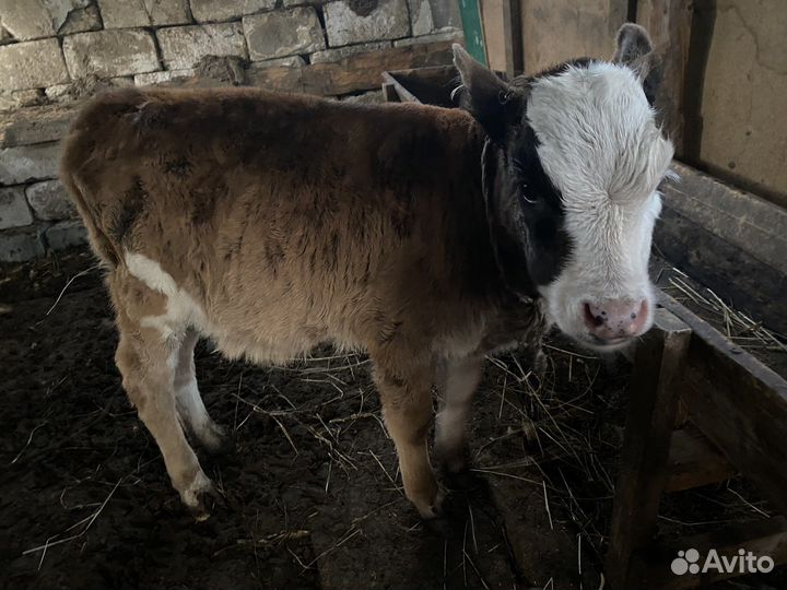 Теленок бычок 3 месяца