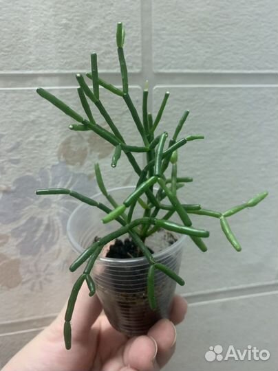 Сансевиерия