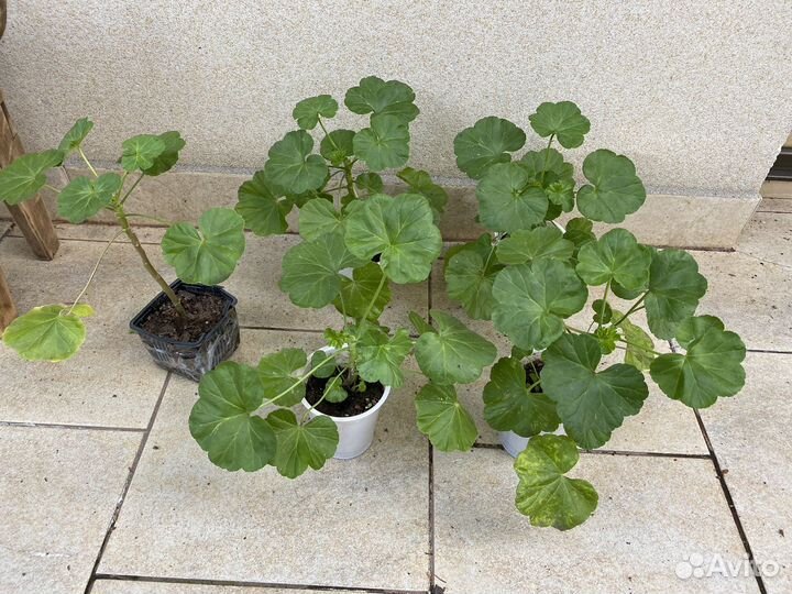 Герань розовидная