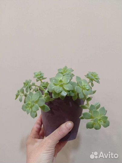 Эхеверия растение