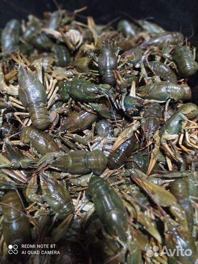 Живые раки самара