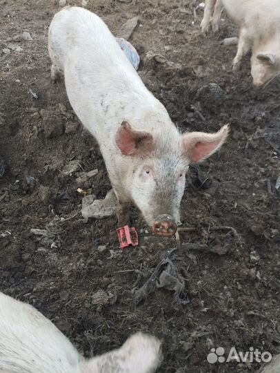 Поросята ландрас дюрок
