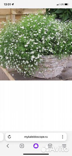 Гипсофила ползучая