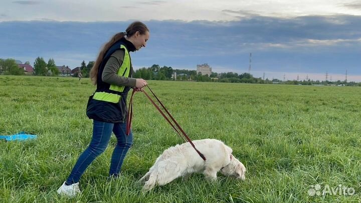Кинолог, дрессировка собак