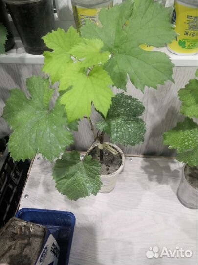 Саженцы винограда