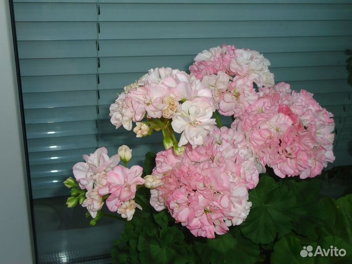 Пеларгония Dovepoint