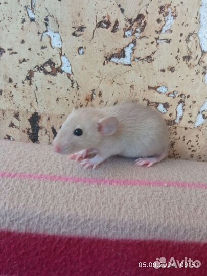 Крысы, крысята дамбо от заводчика, клетки