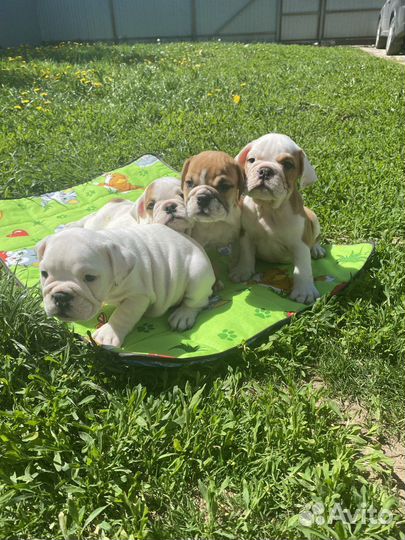 Английский бульдог щенки мальчики