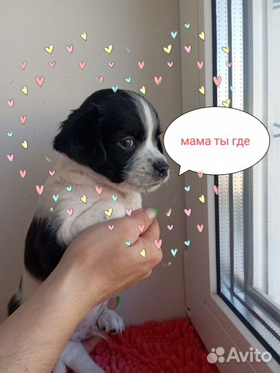 Отдам щенков в добрые руки