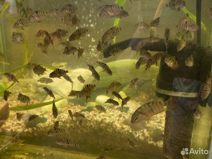 Цизлозема полосатая