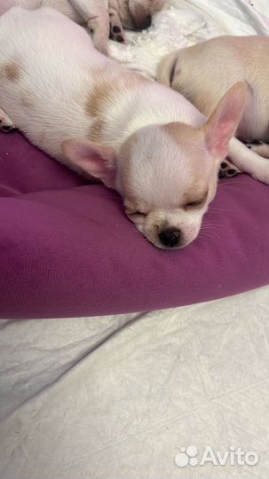 Щенки чихуахуа