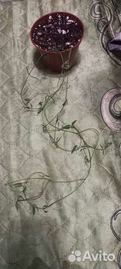 Церопегия линеарис