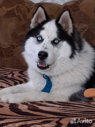 Сибирский хаски