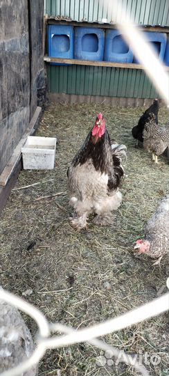 Петух брама