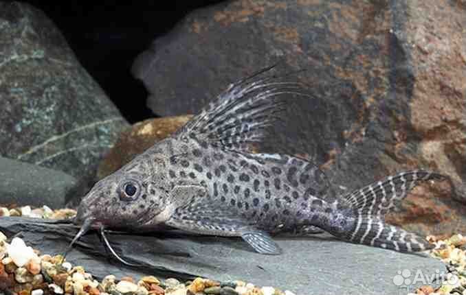 Аквариумные рыбки сомики