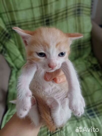 Котик 2 месяца от домашней кошечки