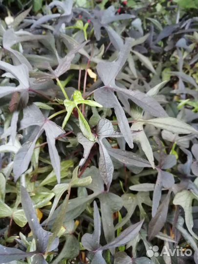 Ипомея батат