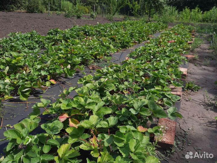 Рассада клубники окс