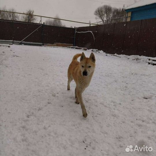 Симба в дар