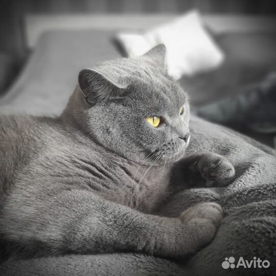 Кошка в хорошие руки